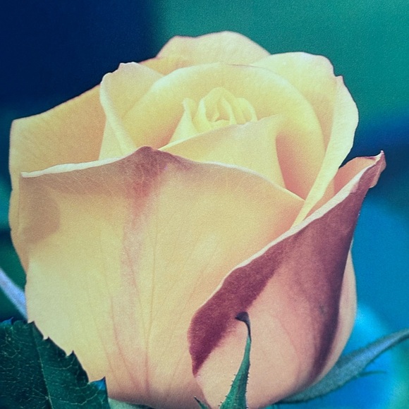 Meet your Posher, Sarah - Picture 3 of 16